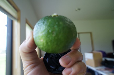 1aadaaavlmnoooossswwwDSC01102.jpg